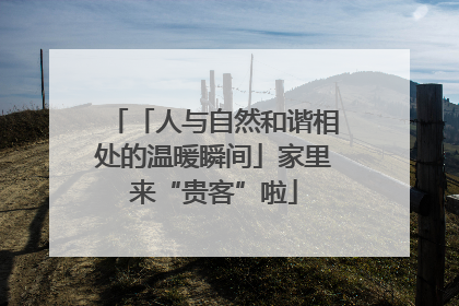 「人与自然和谐相处的温暖瞬间」家里来“贵客”啦