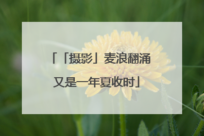 「摄影」麦浪翻涌 又是一年夏收时