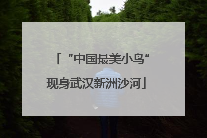 “中国最美小鸟”现身武汉新洲沙河