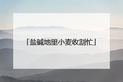 盐碱地里小麦收割忙