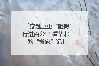 穿越重重“阻碍”行进百公里 看华北豹“搬家”记