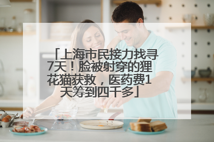 上海市民接力找寻7天！脸被射穿的狸花猫获救，医药费1天筹到四千多