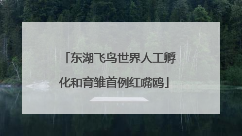 东湖飞鸟世界人工孵化和育雏首例红嘴鸥