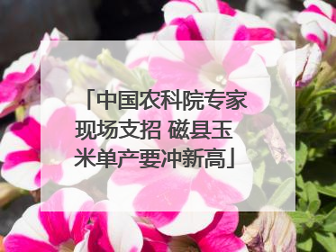 中国农科院专家现场支招 磁县玉米单产要冲新高