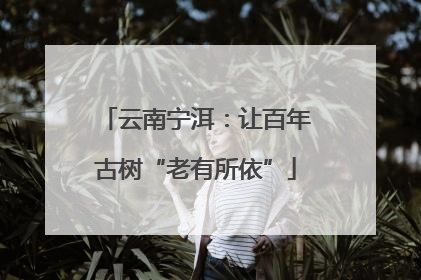 云南宁洱：让百年古树“老有所依”