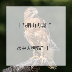 五指山再现“水中大熊猫”