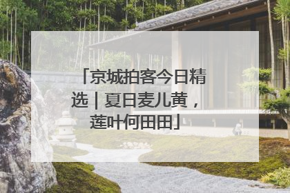 京城拍客今日精选｜夏日麦儿黄，莲叶何田田