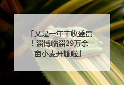又是一年丰收盛景！淄博临淄29万余亩小麦开镰啦