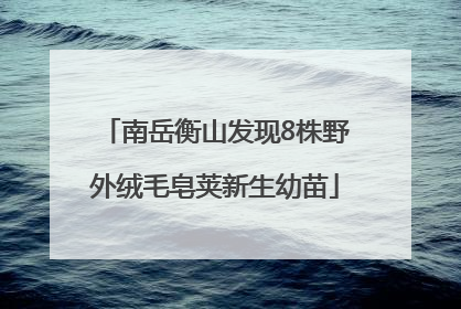 南岳衡山发现8株野外绒毛皂荚新生幼苗