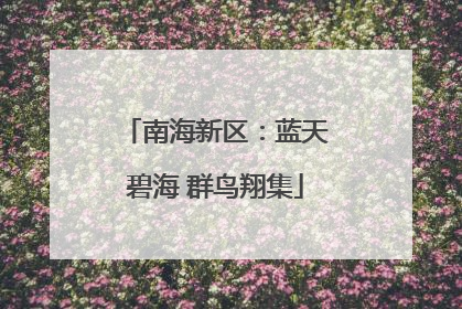 南海新区：蓝天碧海 群鸟翔集