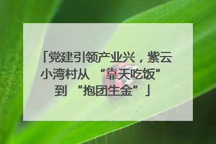 党建引领产业兴，紫云小湾村从 “靠天吃饭” 到 “抱团生金”