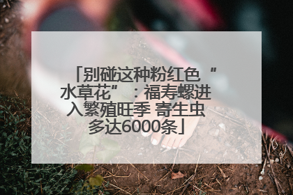 别碰这种粉红色“水草花”：福寿螺进入繁殖旺季 寄生虫多达6000条