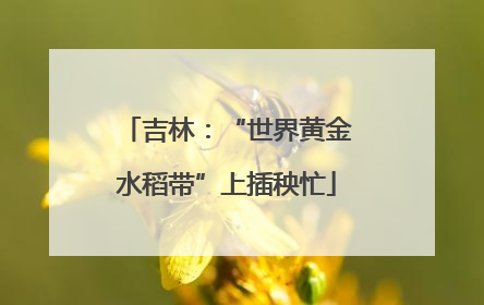 吉林：“世界黄金水稻带”上插秧忙