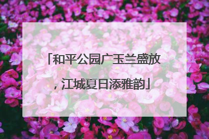 和平公园广玉兰盛放，江城夏日添雅韵