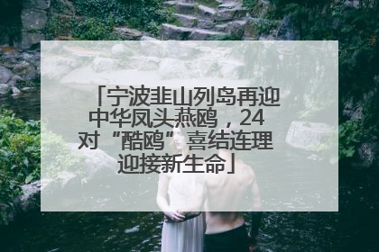 宁波韭山列岛再迎中华凤头燕鸥，24对“酷鸥”喜结连理迎接新生命