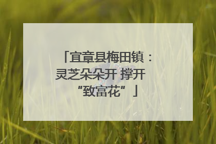 宜章县梅田镇：灵芝朵朵开 撑开“致富花”