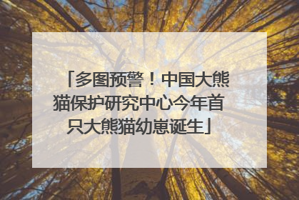 多图预警！中国大熊猫保护研究中心今年首只大熊猫幼崽诞生