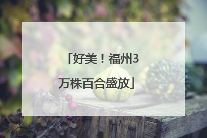 好美！福州3万株百合盛放