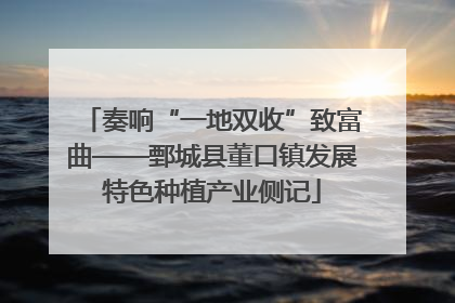 奏响“一地双收”致富曲——鄄城县董口镇发展特色种植产业侧记