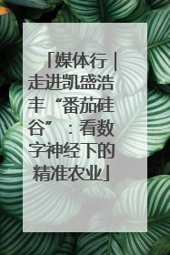 媒体行｜走进凯盛浩丰“番茄硅谷”：看数字神经下的精准农业