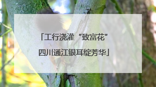 工行浇灌“致富花” 四川通江银耳绽芳华