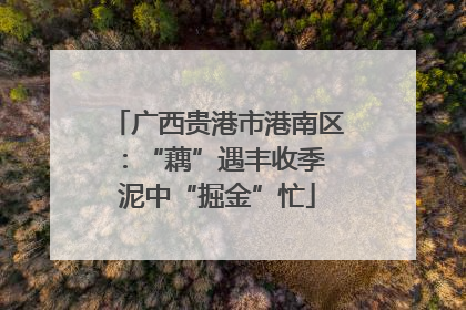 广西贵港市港南区：“藕”遇丰收季 泥中“掘金”忙