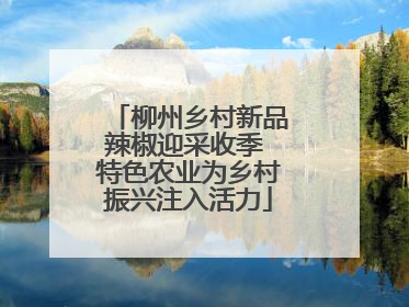 柳州乡村新品辣椒迎采收季 特色农业为乡村振兴注入活力