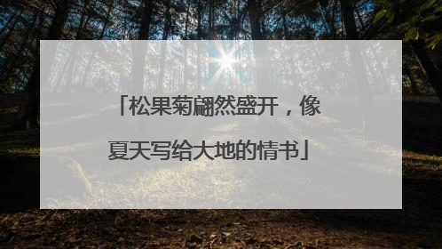 松果菊翩然盛开，像夏天写给大地的情书