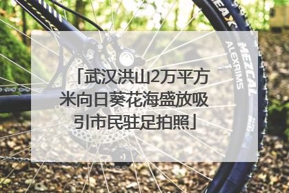 武汉洪山2万平方米向日葵花海盛放吸引市民驻足拍照
