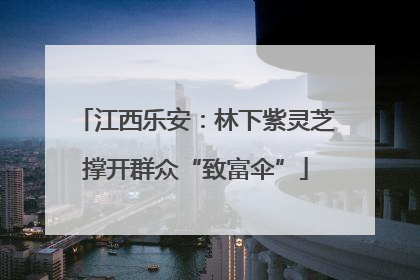 江西乐安：林下紫灵芝撑开群众“致富伞”