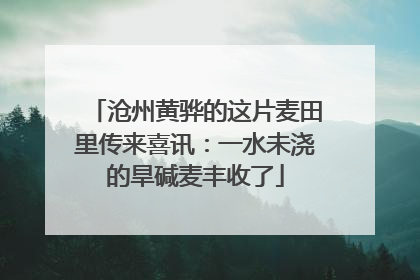 沧州黄骅的这片麦田里传来喜讯：一水未浇的旱碱麦丰收了