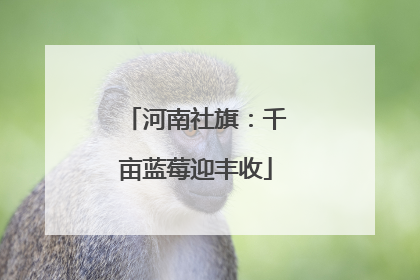 河南社旗：千亩蓝莓迎丰收