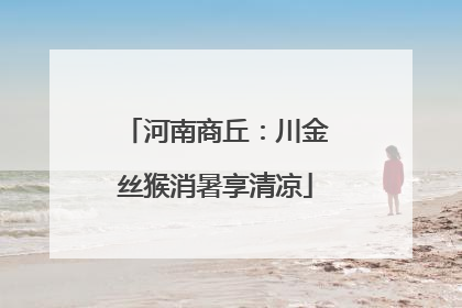 河南商丘：川金丝猴消暑享清凉