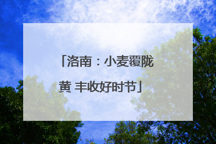 洛南：小麦覆陇黄 丰收好时节