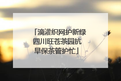 滴灌织网护新绿 四川旺苍茶园抗旱保茶管护忙