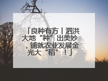 良种有方丨泗洪大地“种”出美妙，铺就农业发展金光大“稻”！