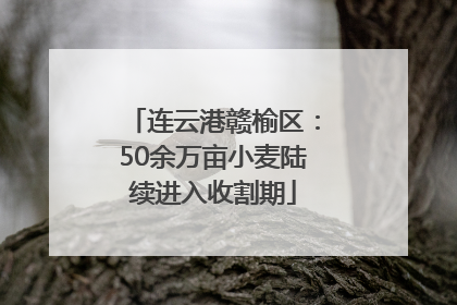 连云港赣榆区：50余万亩小麦陆续进入收割期