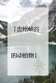 贵州峡谷的动植物