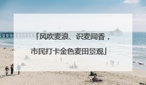风吹麦浪、识麦闻香，市民打卡金色麦田景观