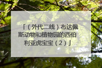 （外代二线）布达佩斯动物和植物园的西伯利亚虎宝宝（2）
