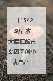 1542.9斤 农大腐植酸青岛即墨创小麦高产